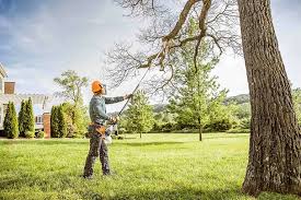 Best Fruit Tree Pruning  in Evans City, PA