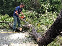 Best Tree and Shrub Care  in Evans City, PA