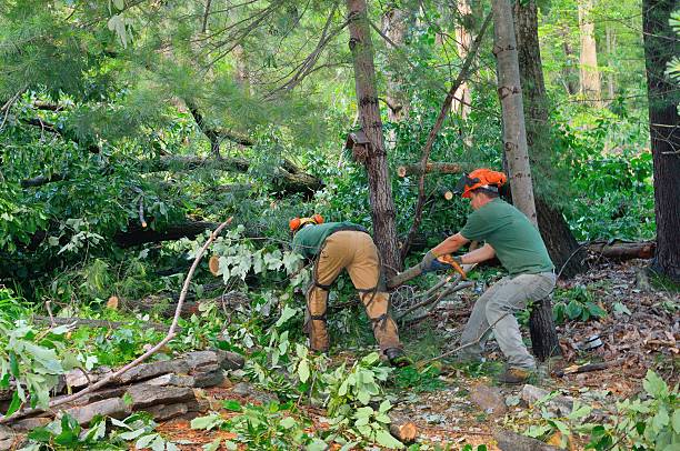 Best Tree Removal  in Evans City, PA